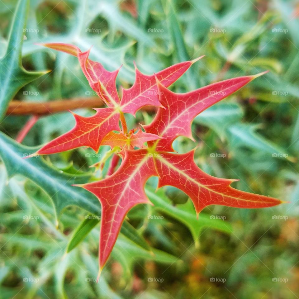 Christmas foliage