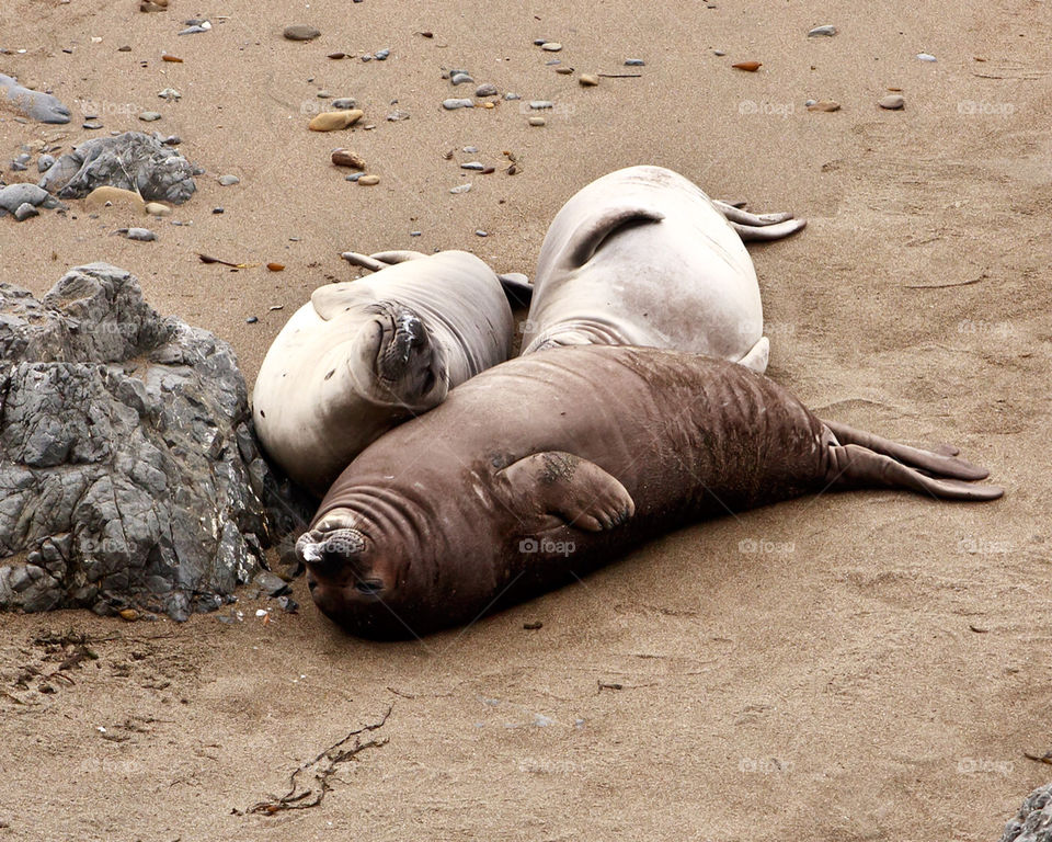 mammals animals california wildlife by hollyau92