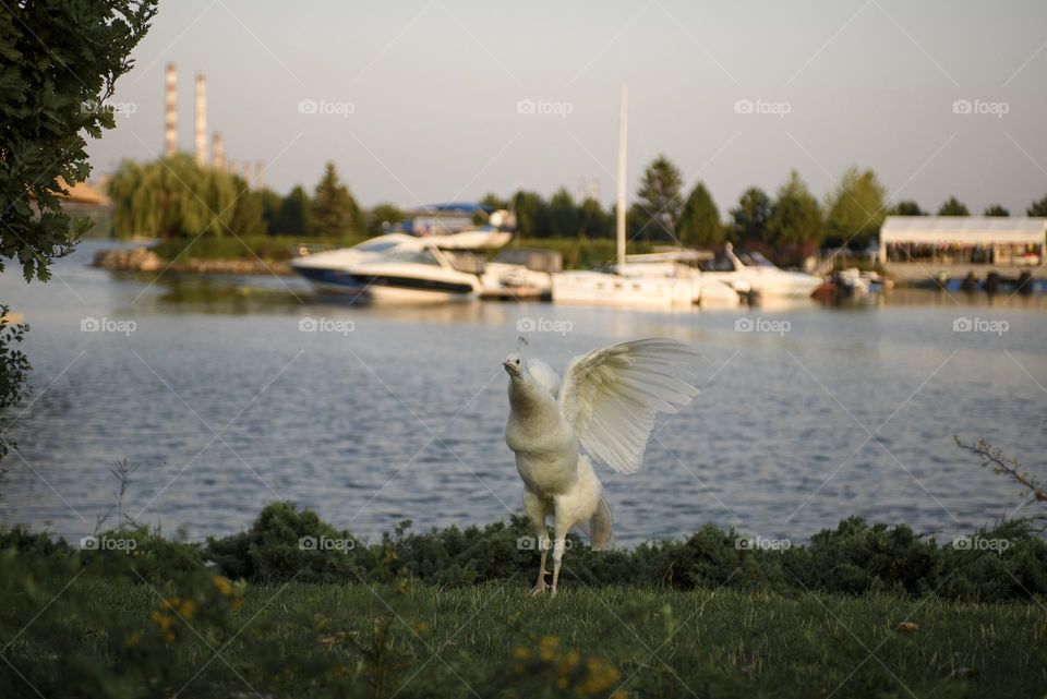 White peacock in the city park.  Dnipro, Ukraine.