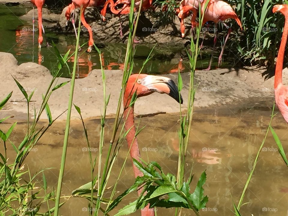 Flamingo Patrol 2