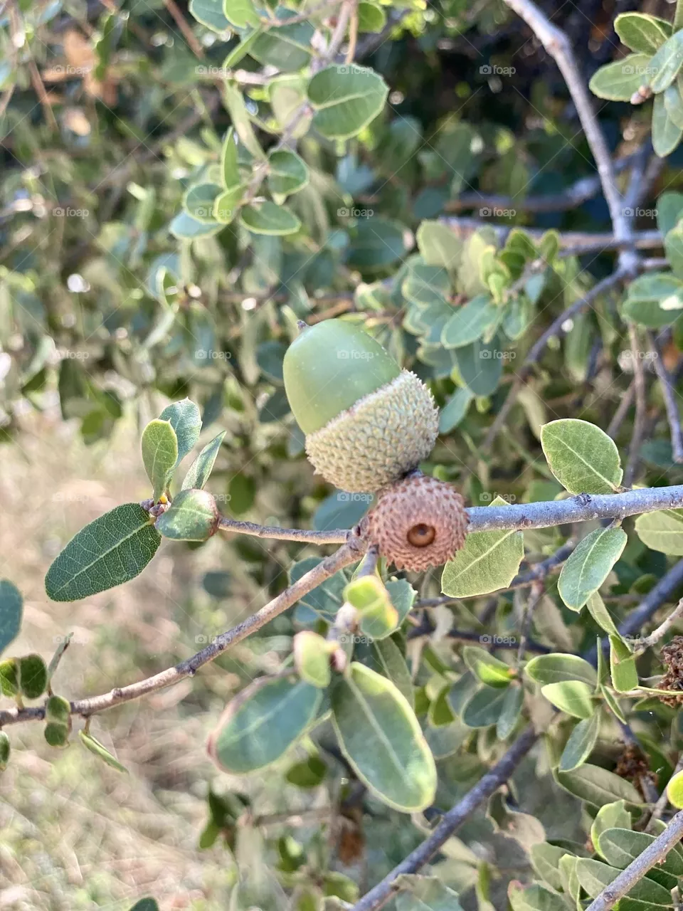 Acorn
