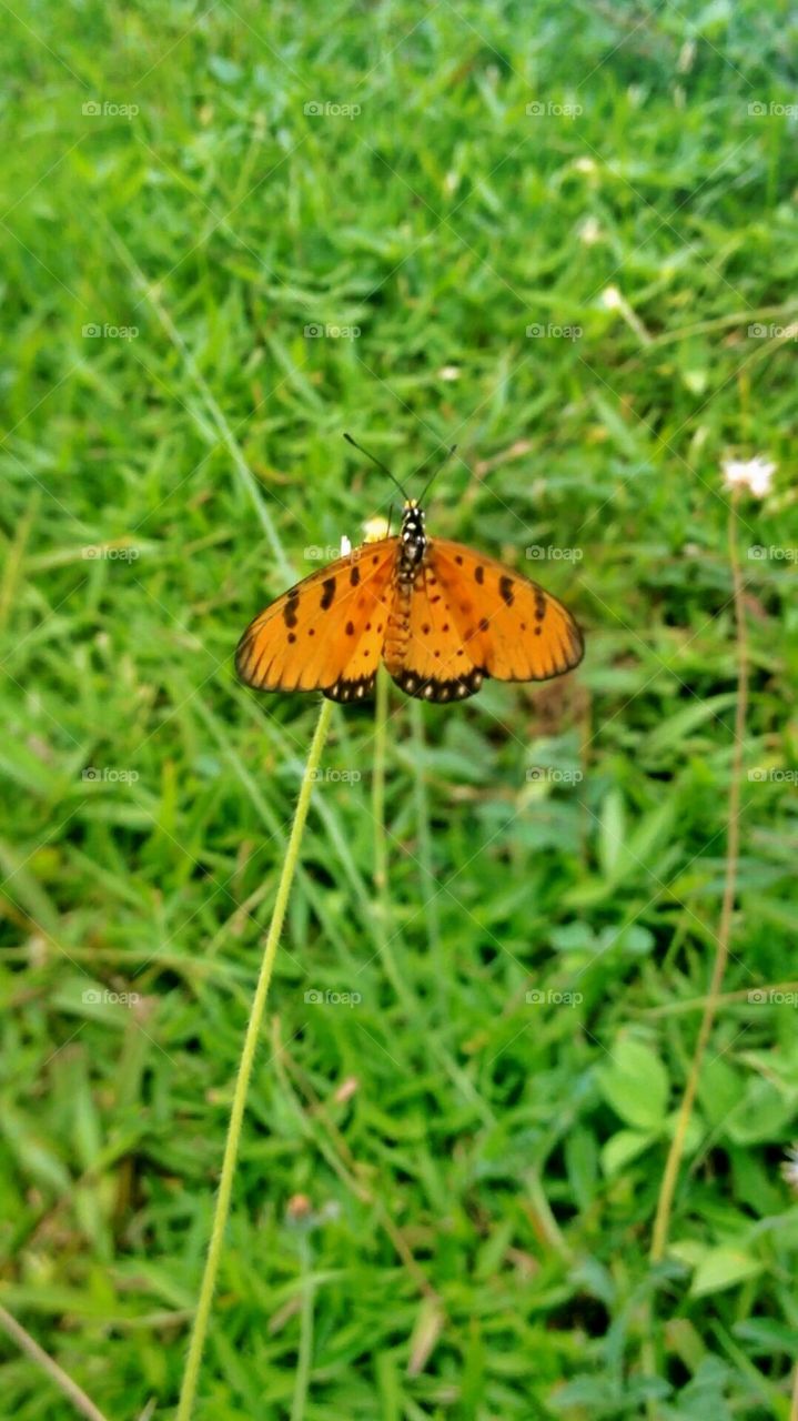 Orange butterfly. Butterfly resting on coat-button flower