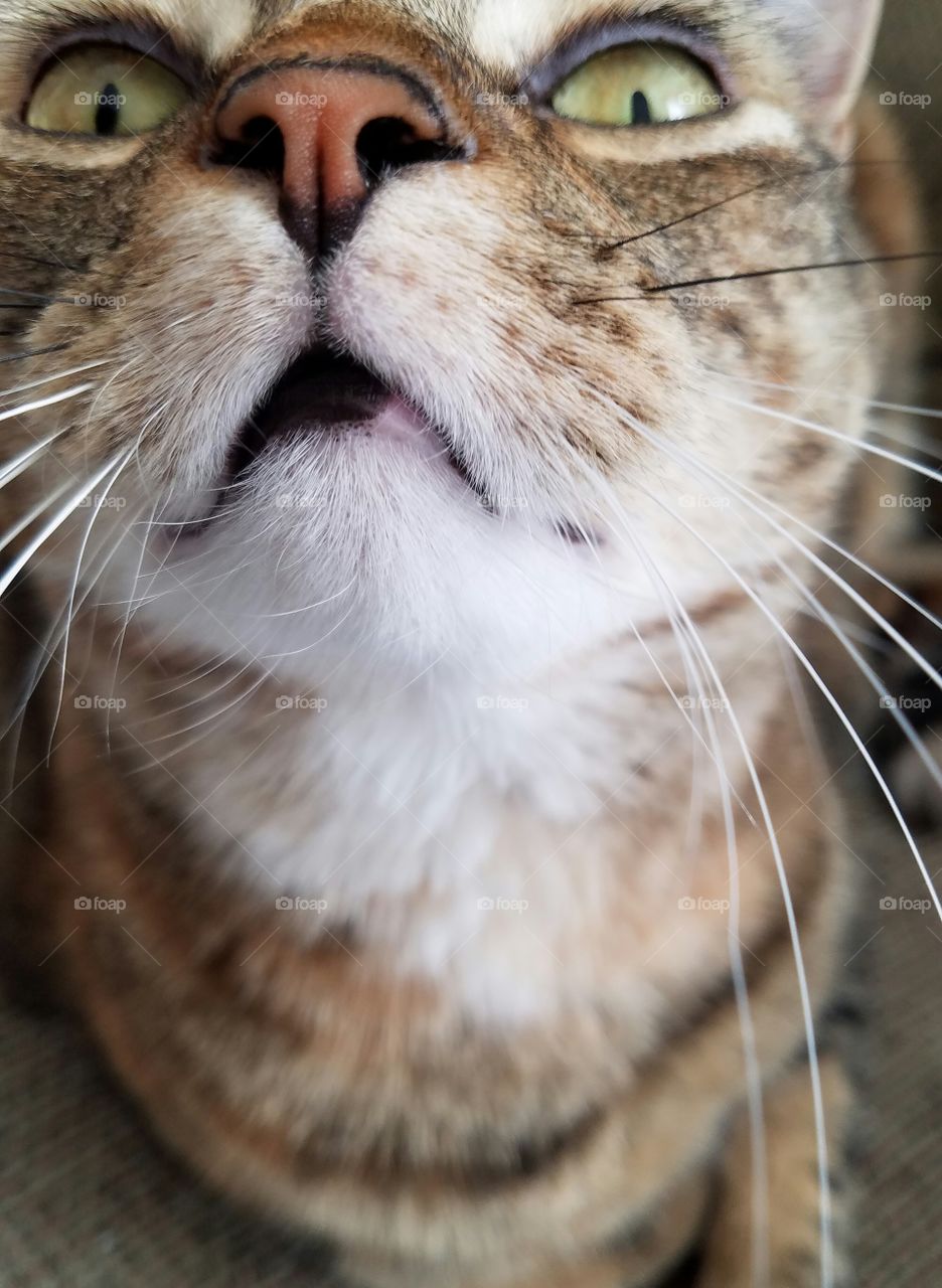 cat closeup