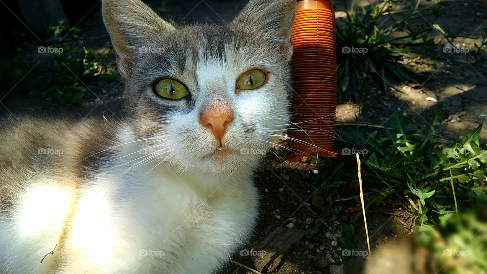 Furry friends by foaр missions,my wonderful cat looks right into the frame!