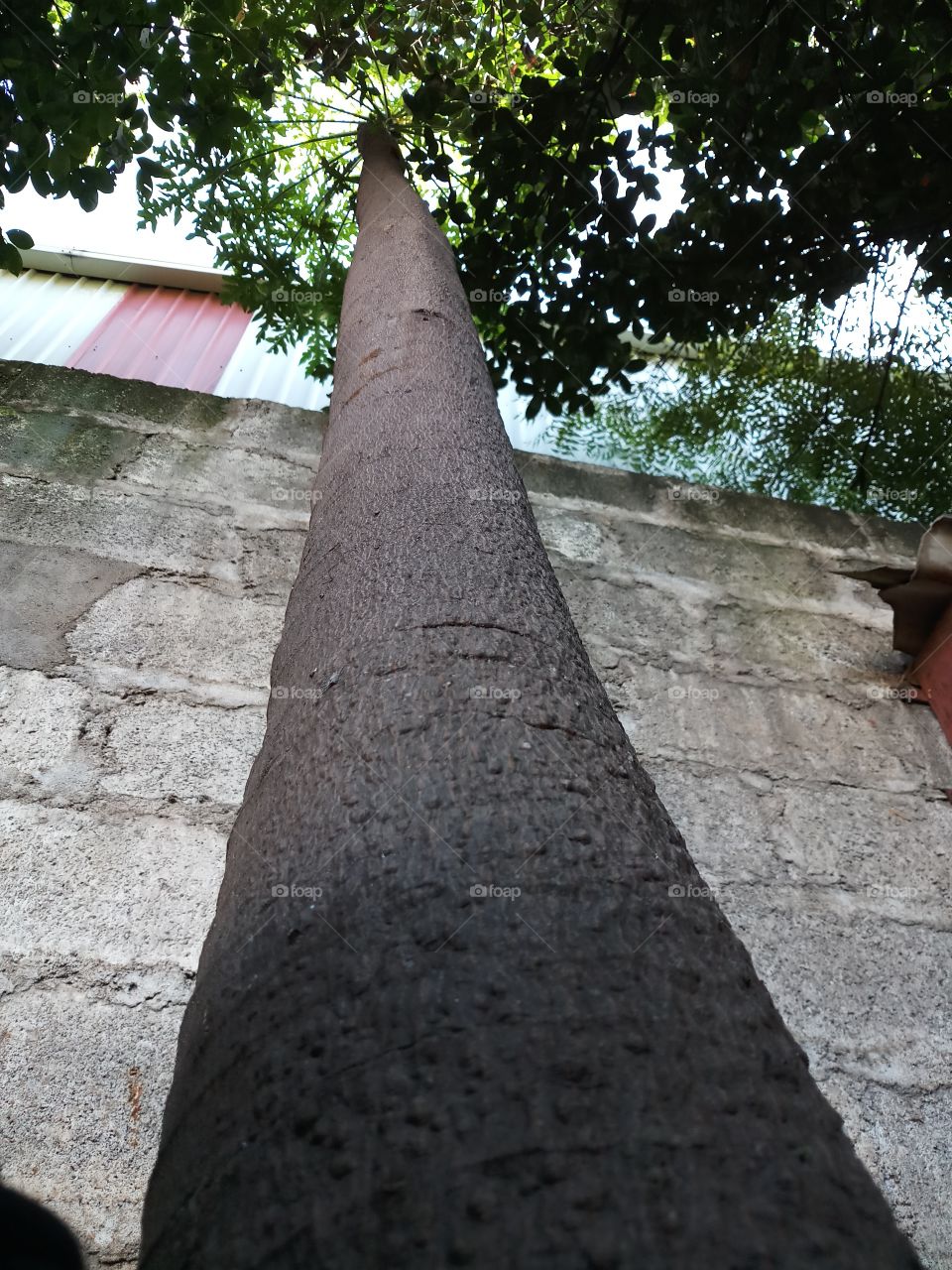 longer tree
