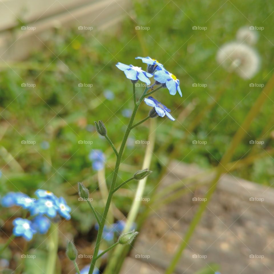 forget me not growing like weeds out in the spring sunshine.