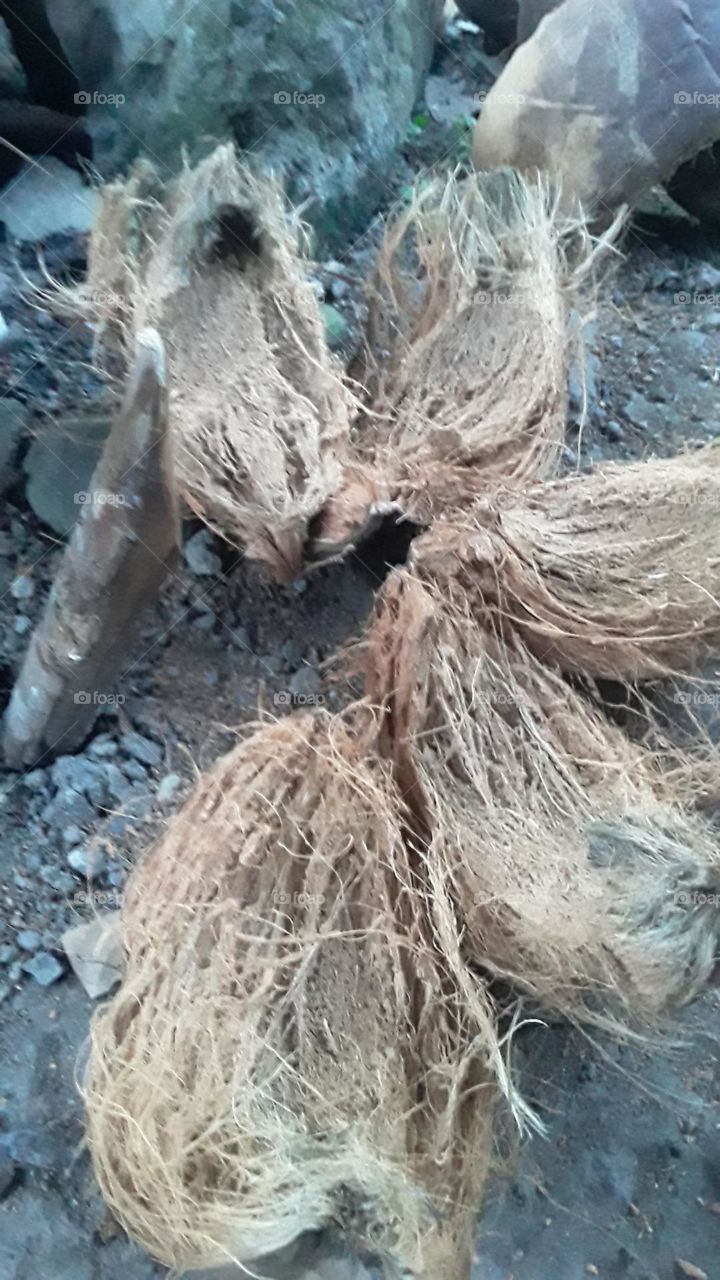manual coconut peeler from wood