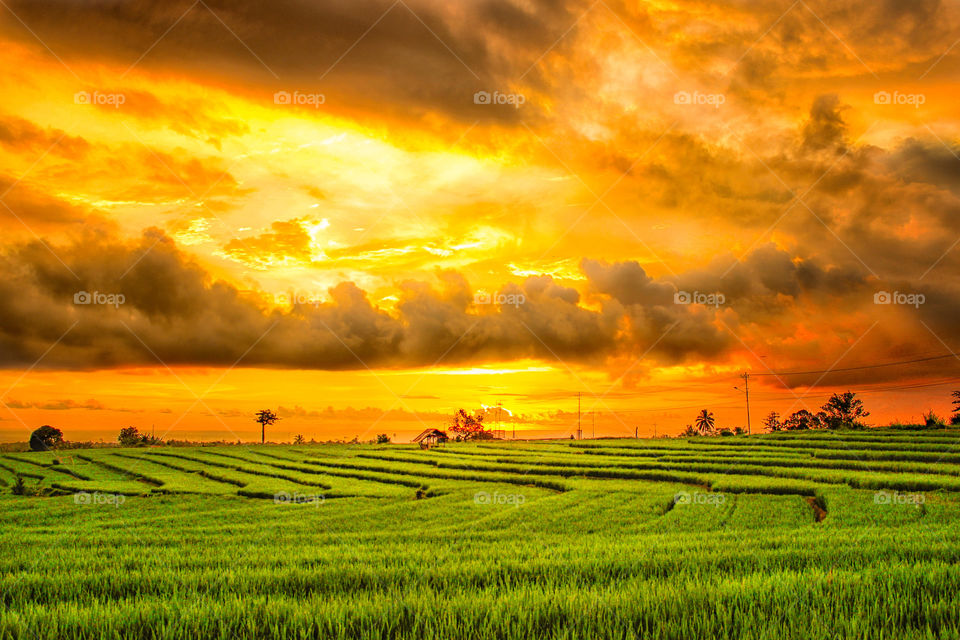 sunset at rice fields after rain