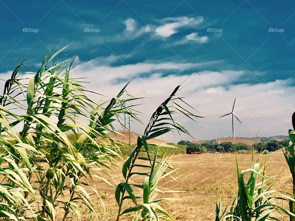 wheat ears & countryside 