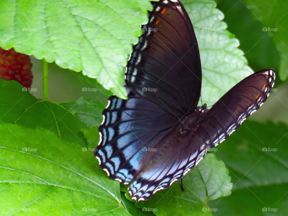 butterfly