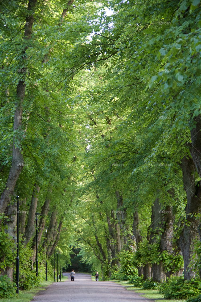 Trail in the woods . Trail in the woods 