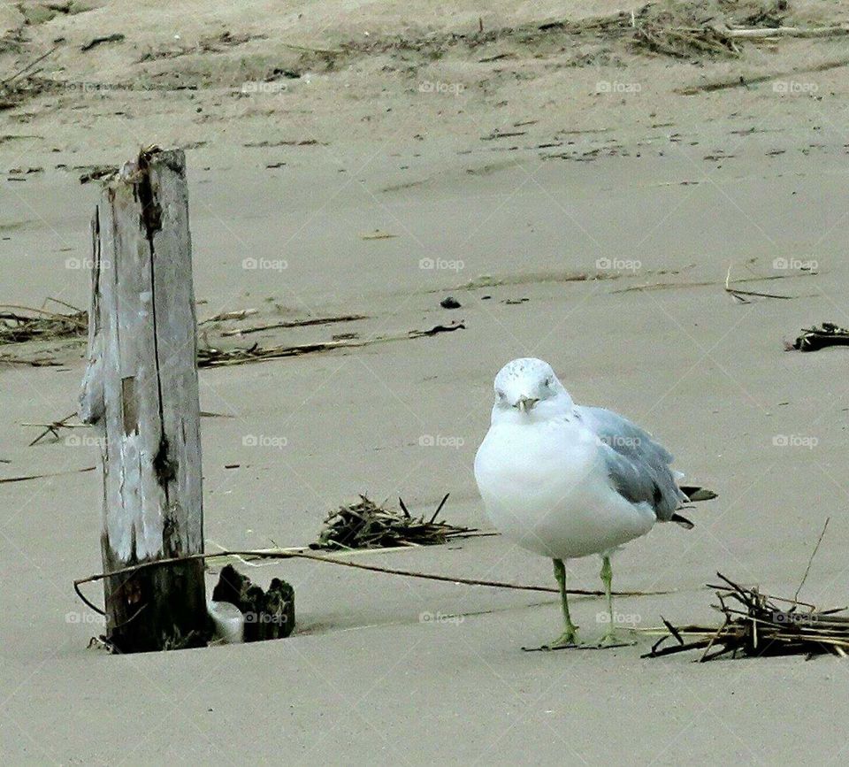 Seagull walks the beach