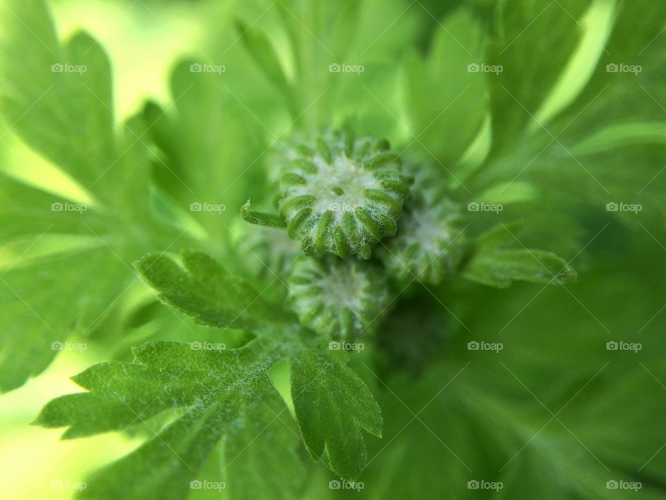 Little Green Buds