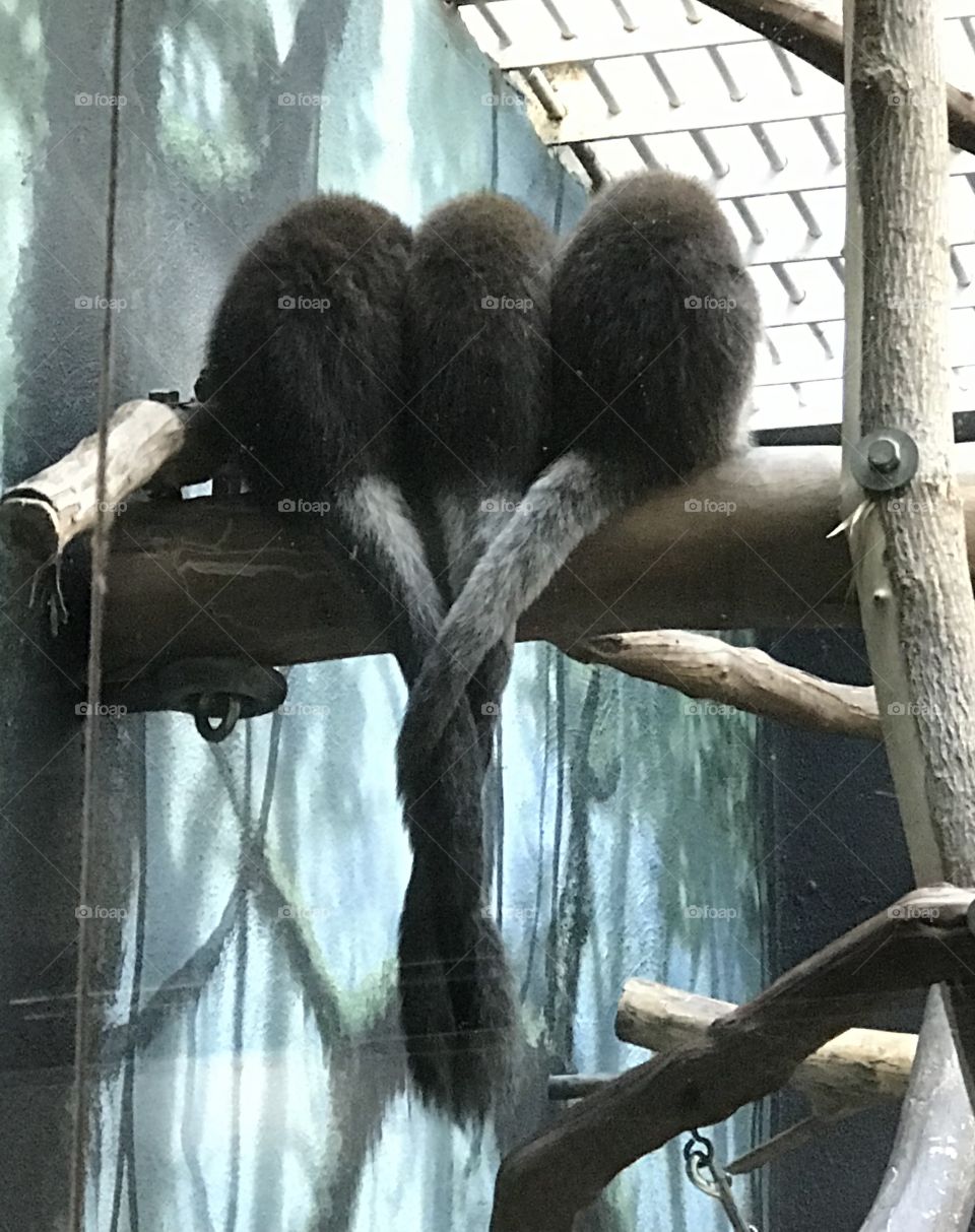 Philadelphia zoo. Three marmosets huddled together with interwoven tails. Pretty cute. 
