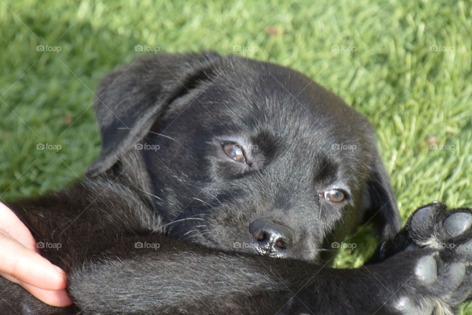 cachorro labrador retriever