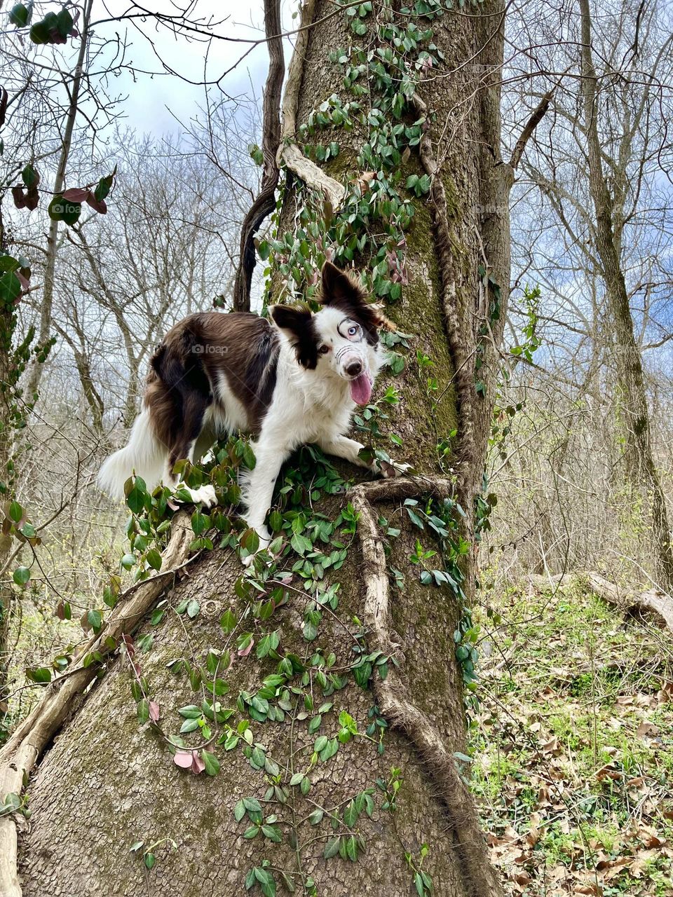 Border collie in tree