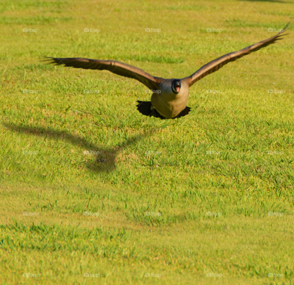 Bird flying over the grassland