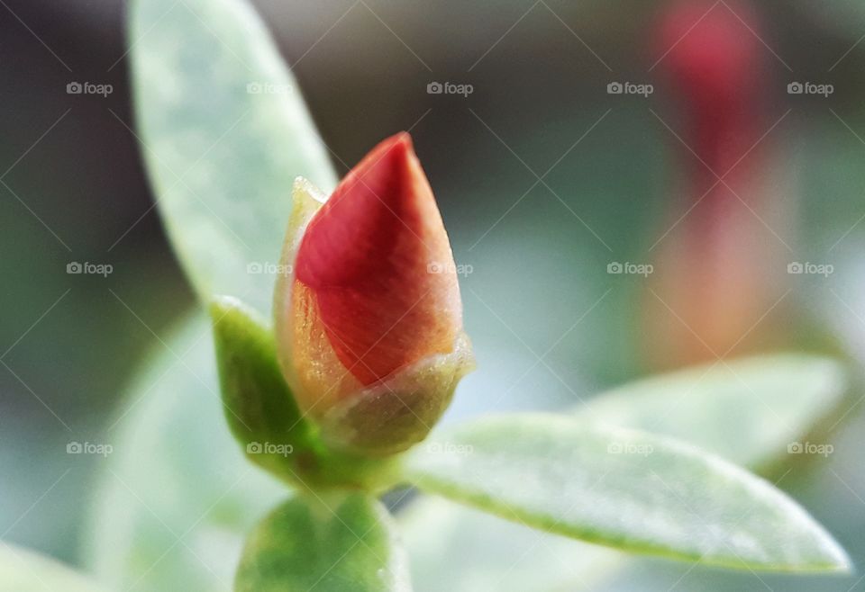 orange bud