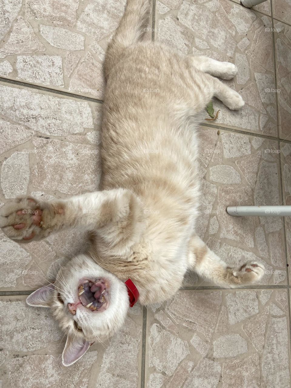 Ginger cat laying on its back and meowing 