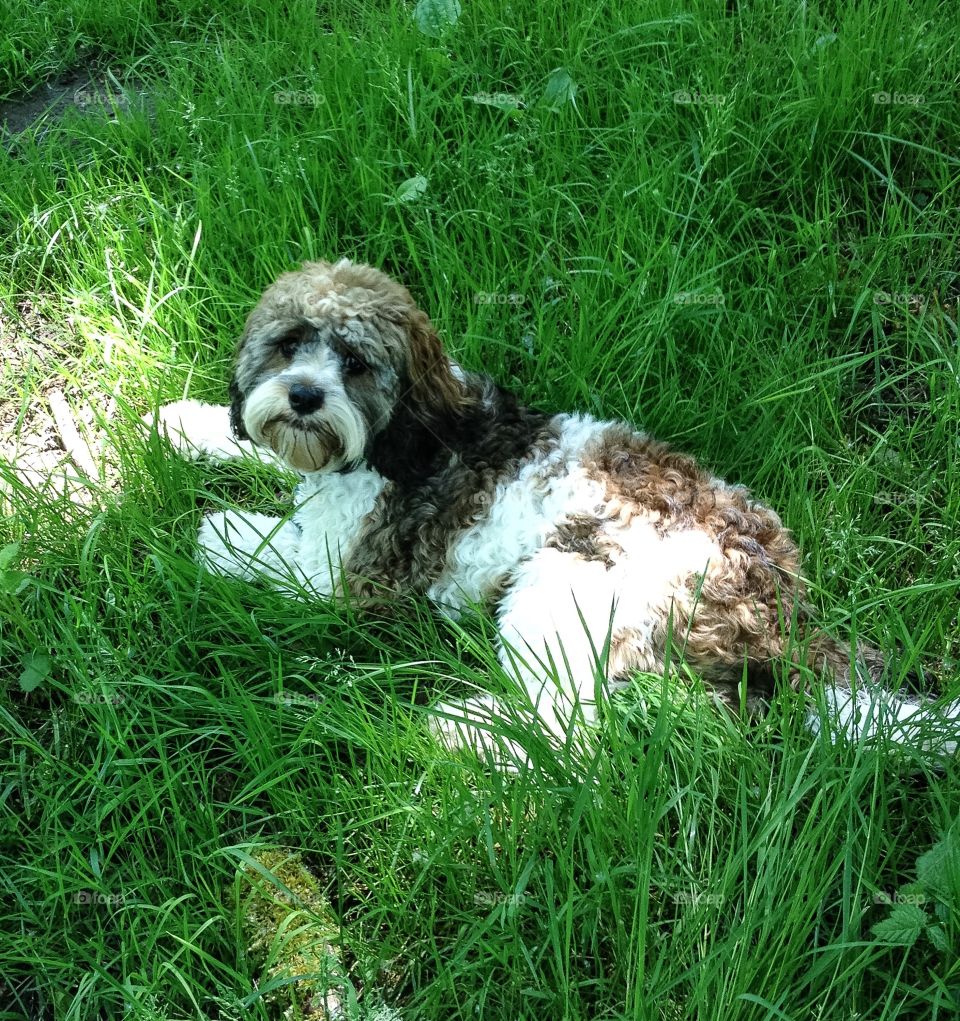 Dog lying down on grass