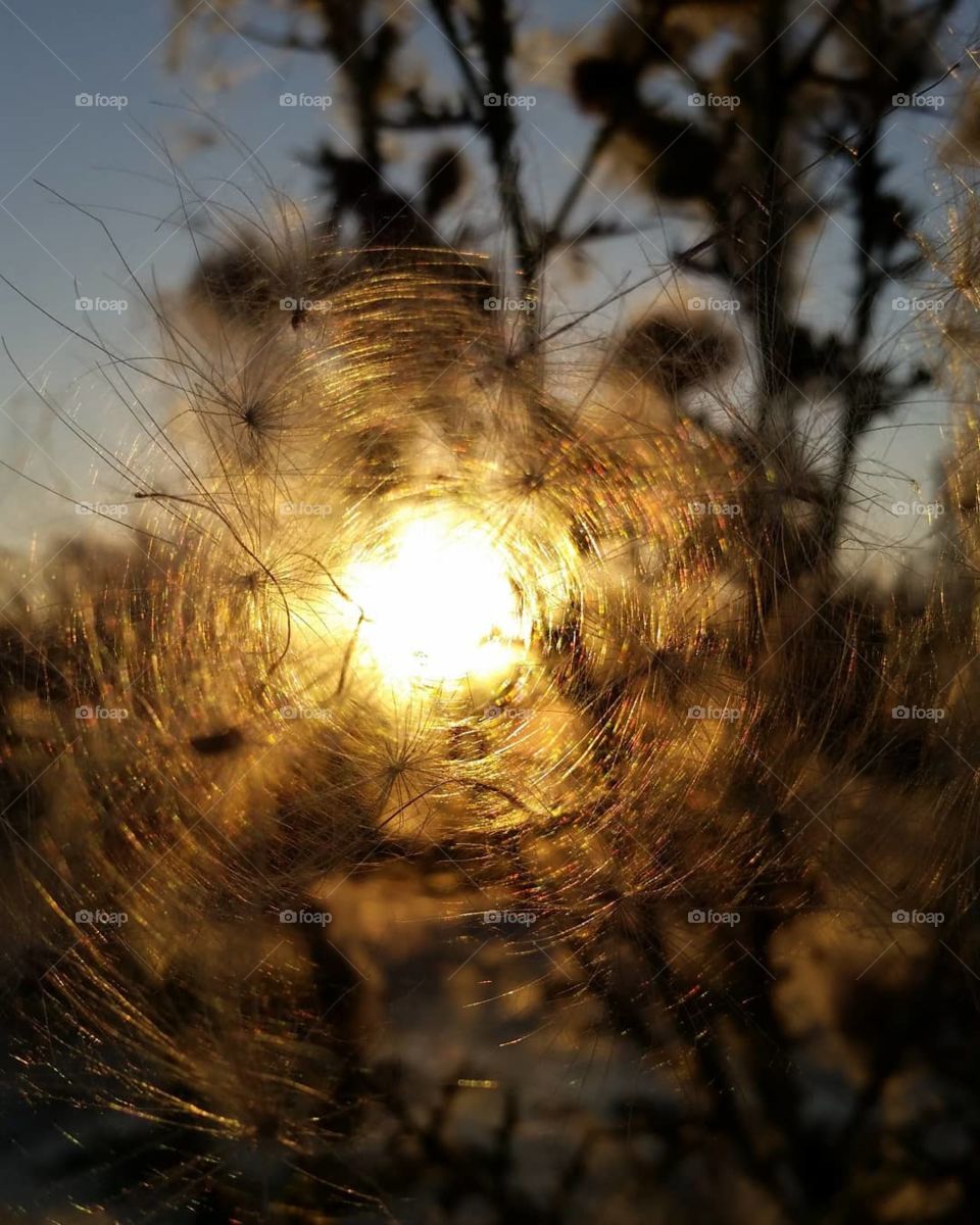Sun light through web strings