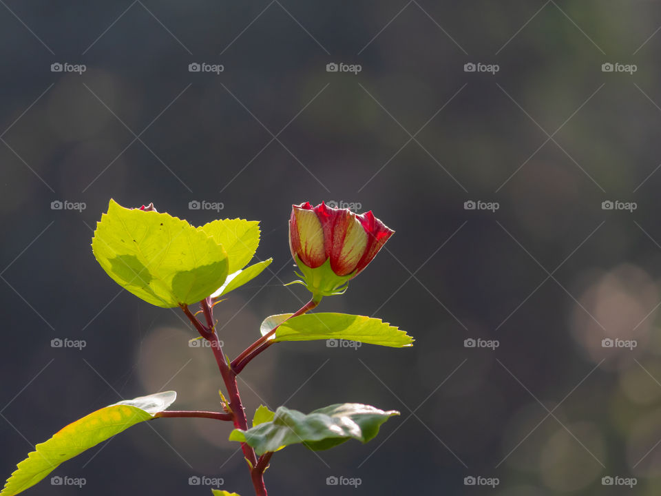 Hibiscus