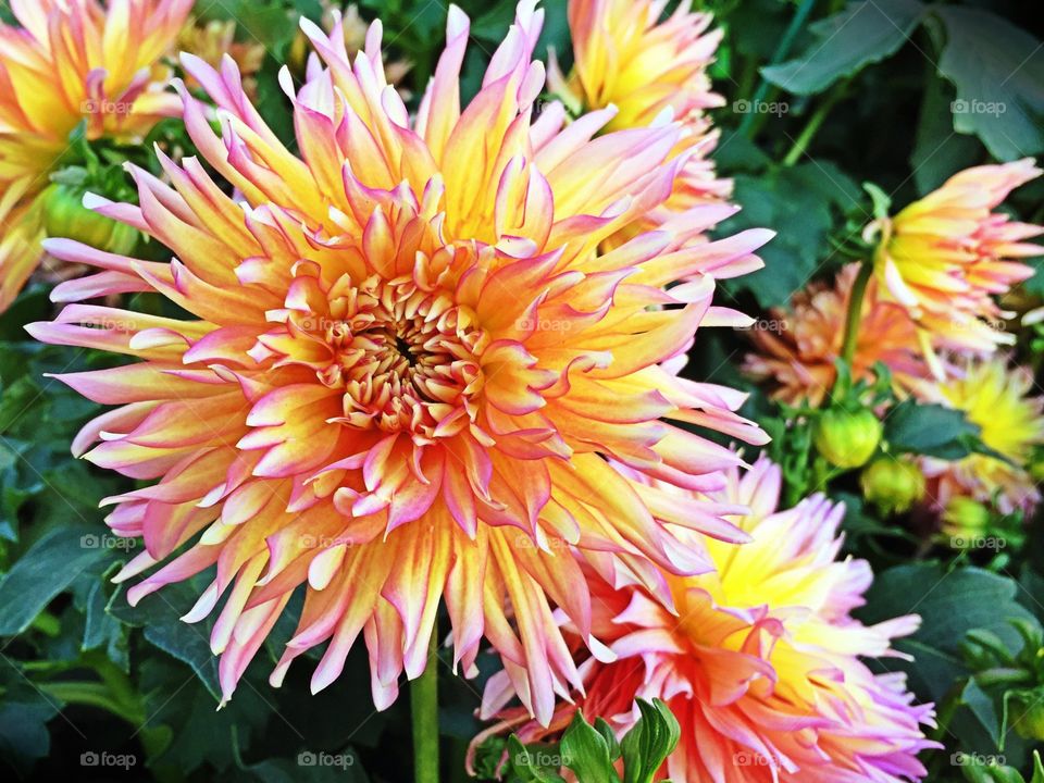 Pink and yellow flower. Pink and yellow flower