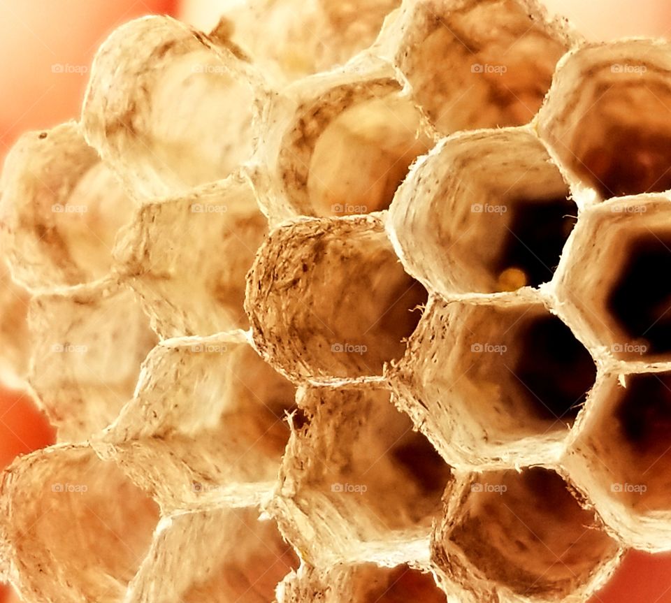 Wasp nest