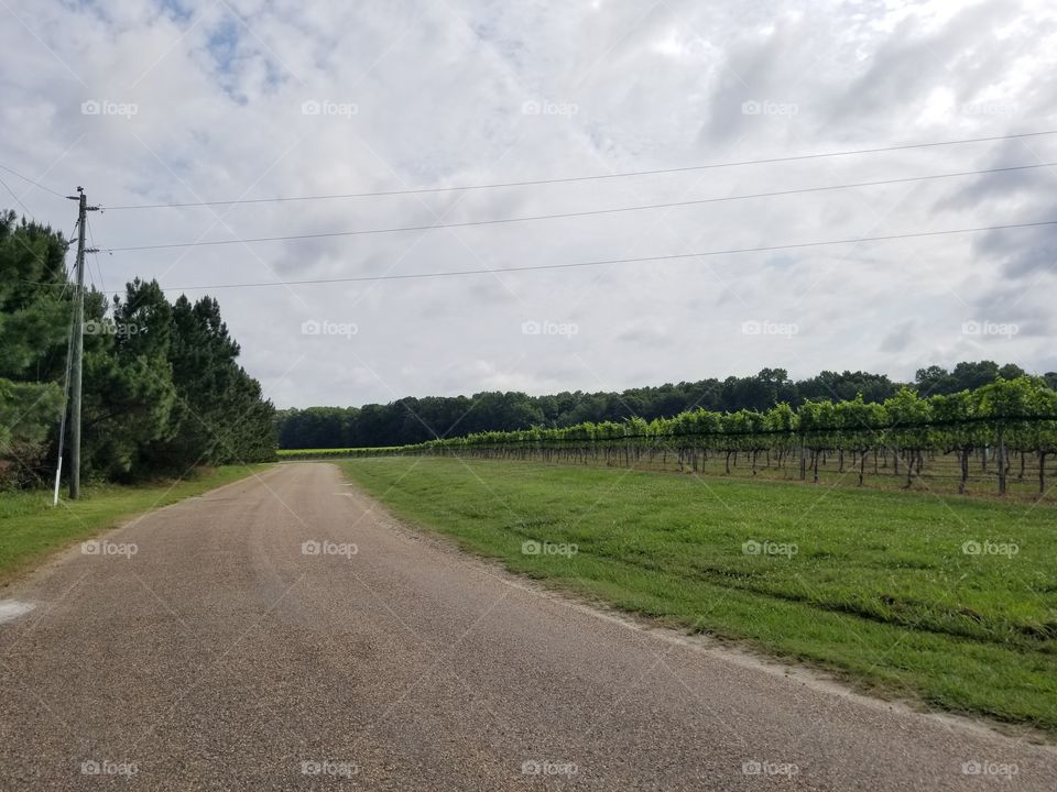 Vineyard road