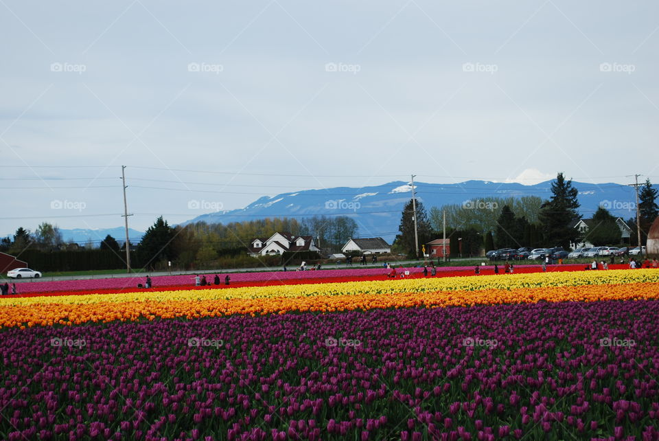 Field with tulipis