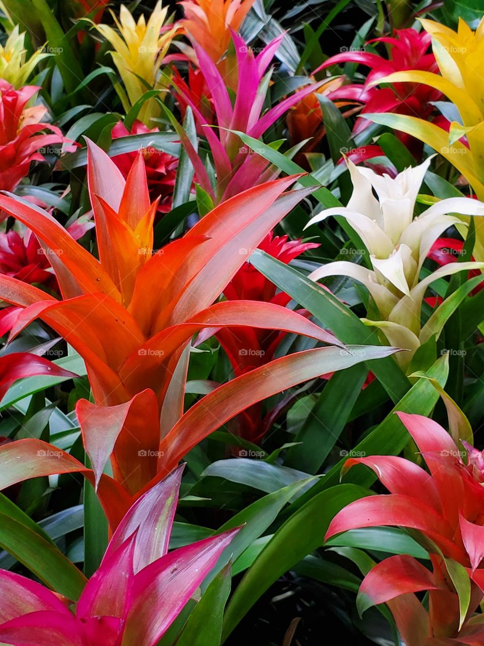 Array of Spring Colors