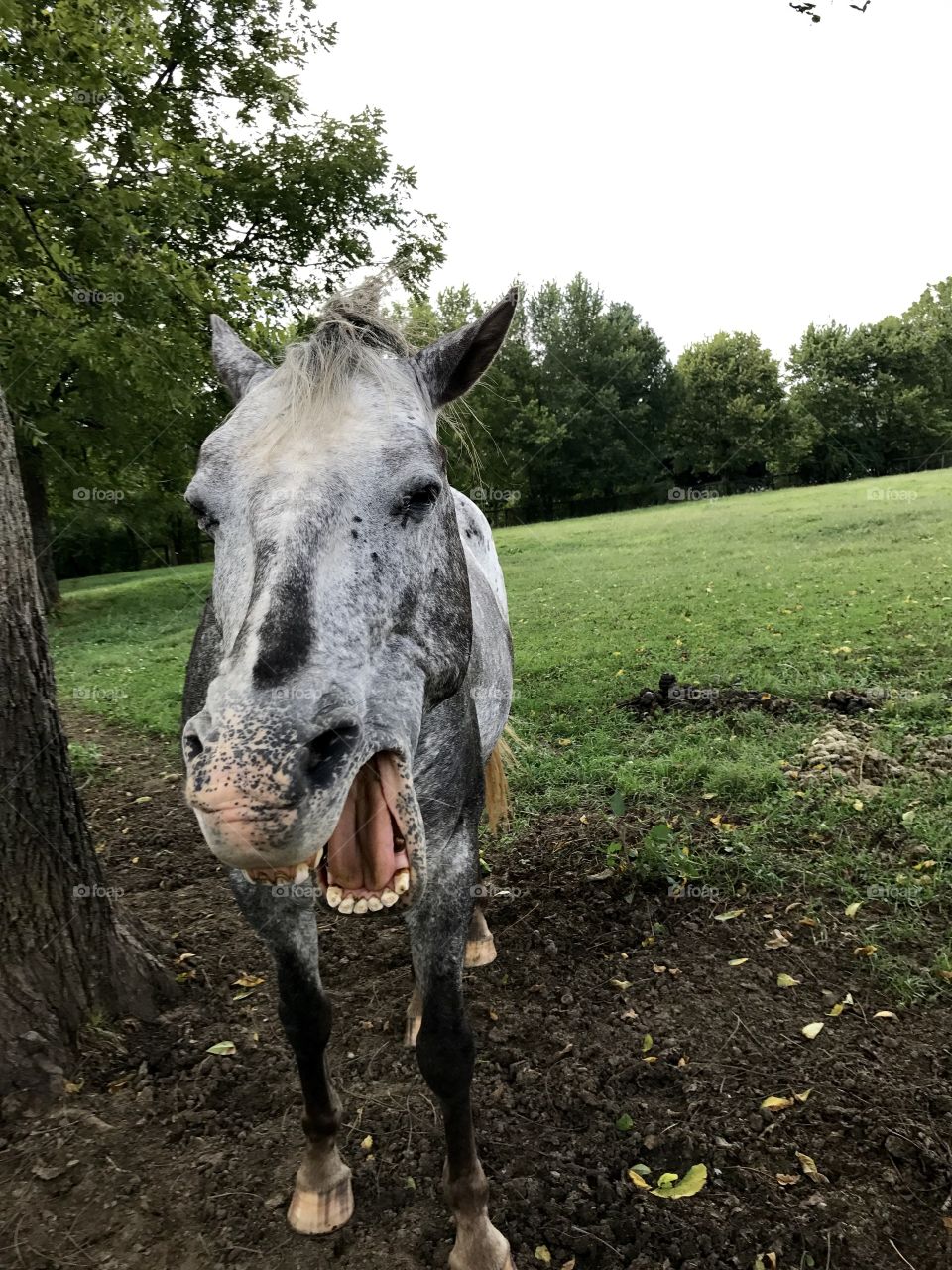 Funny horse