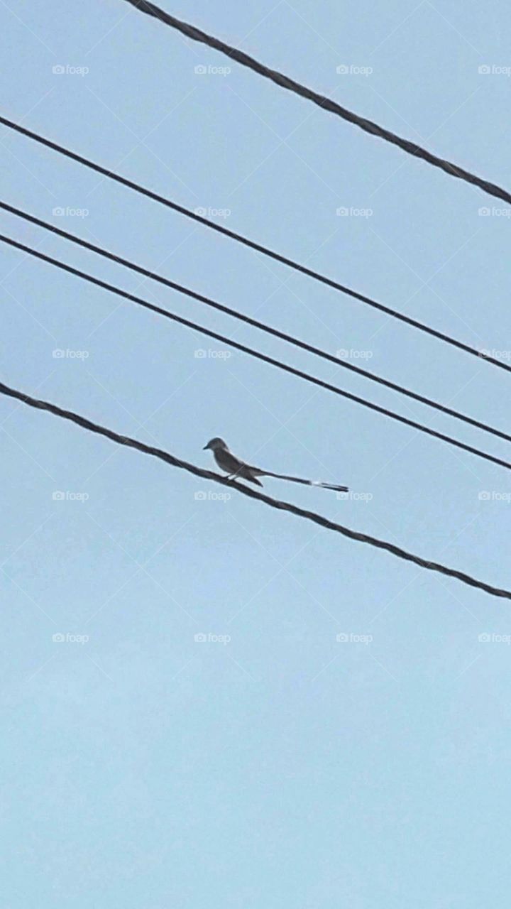 bird on a powerline