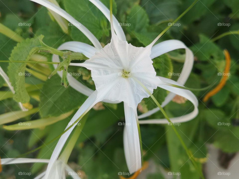 white flower