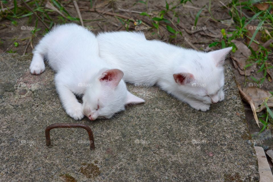 Kittens sleeping at backyard 