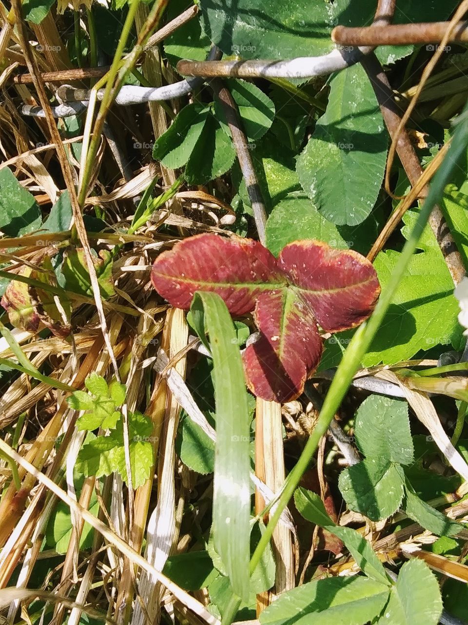 red leaf surrounded by green