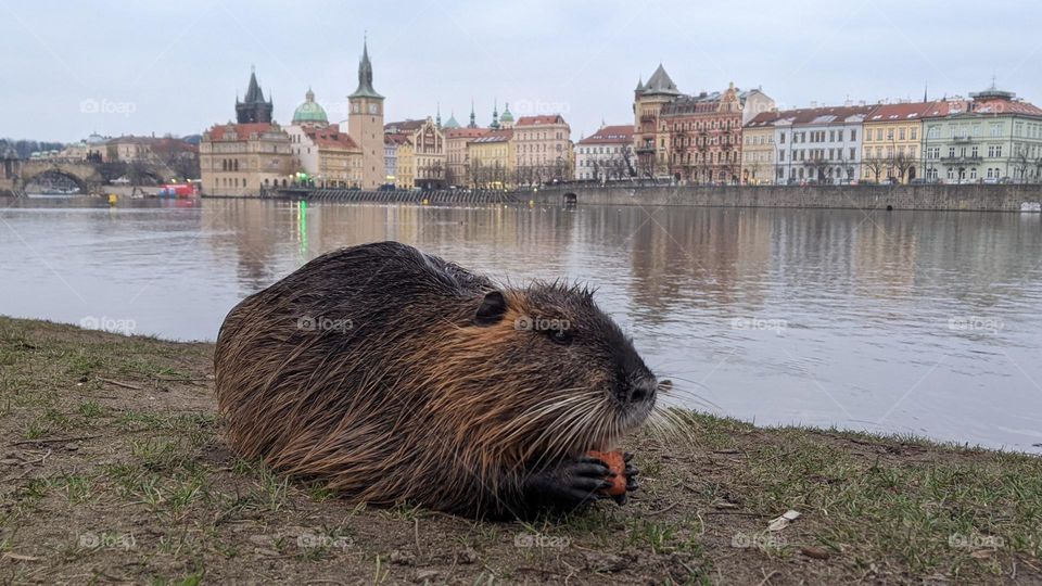 Nutria on the riverbank in Prague.