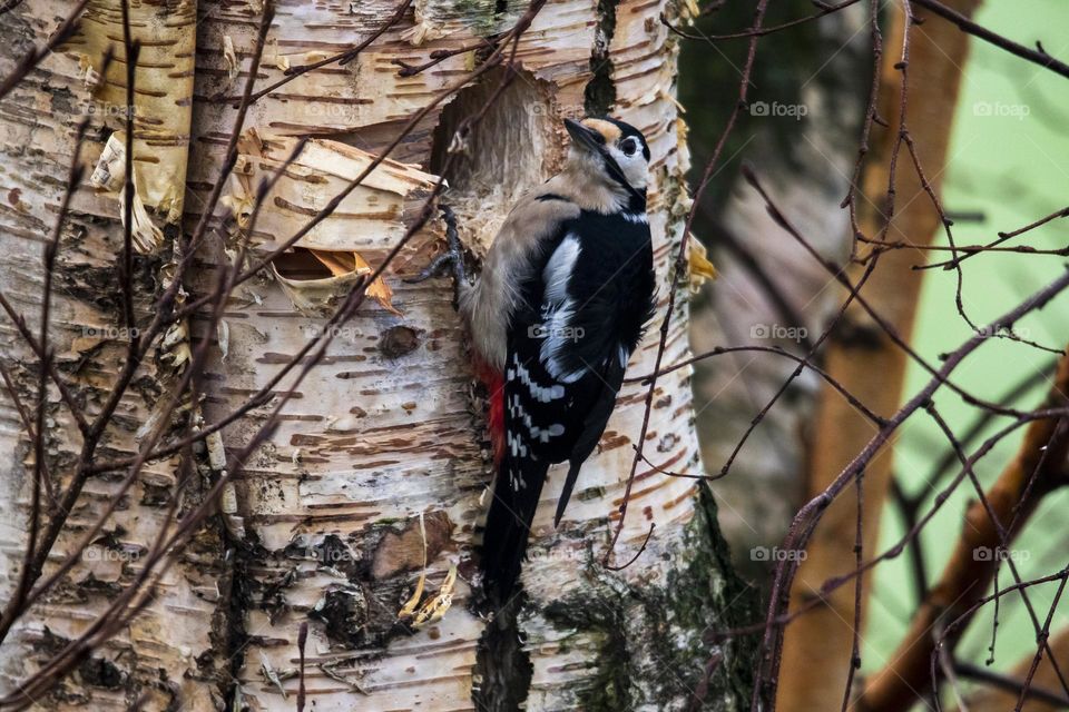 a portrait of a great spotted woodpecker looking around while he is drilling a hole in a birch tree trunk to build a nest