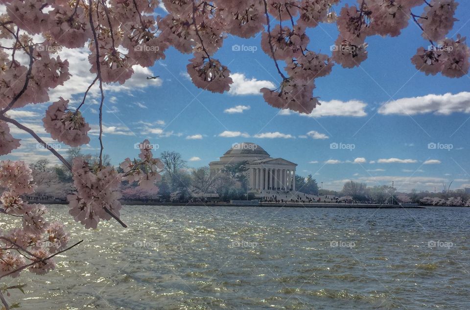 Cherry blossom at the tidal basin