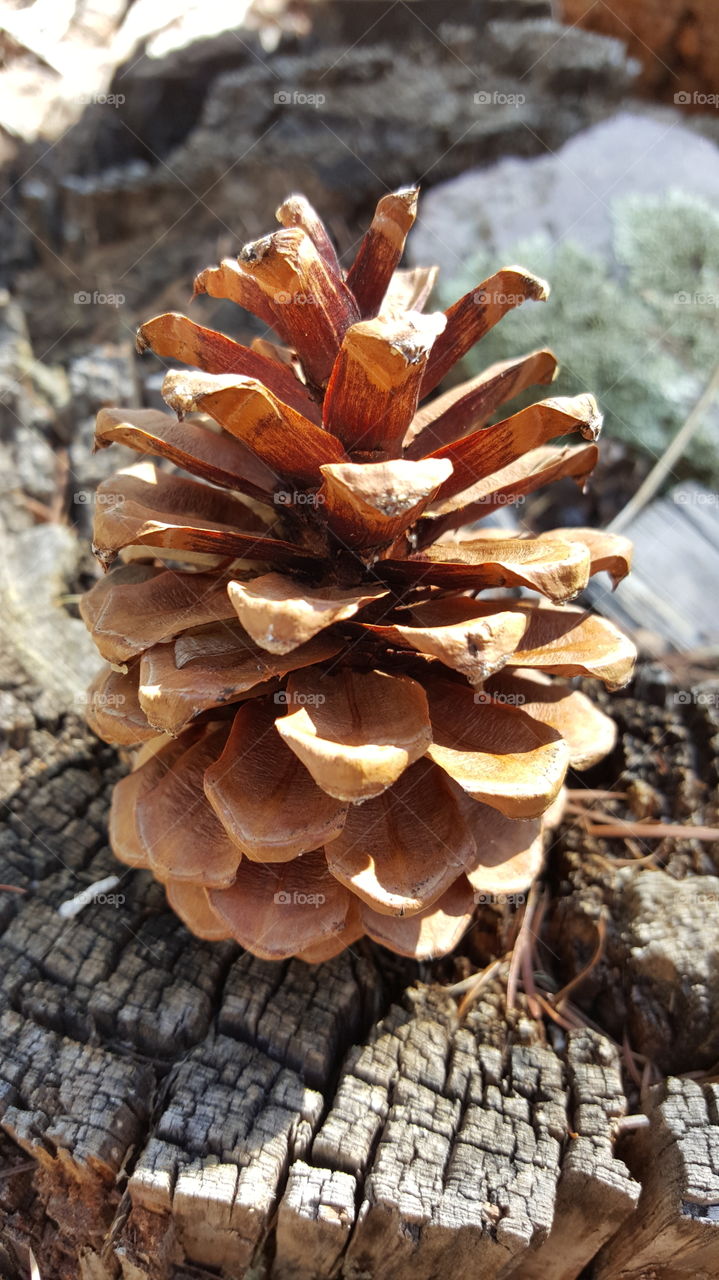 Pinecone