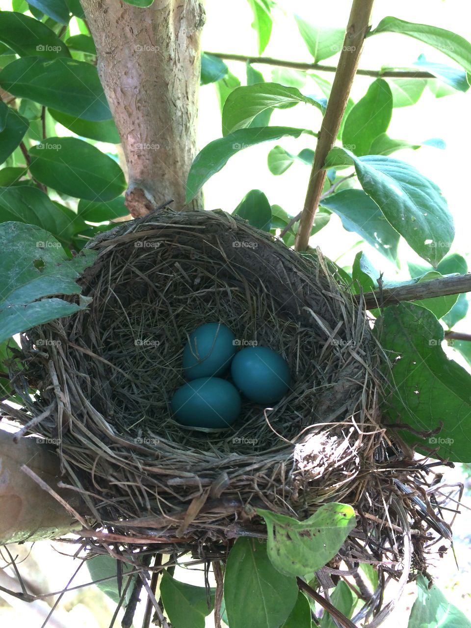Robin's Eggs. I found this nest just outside my window!