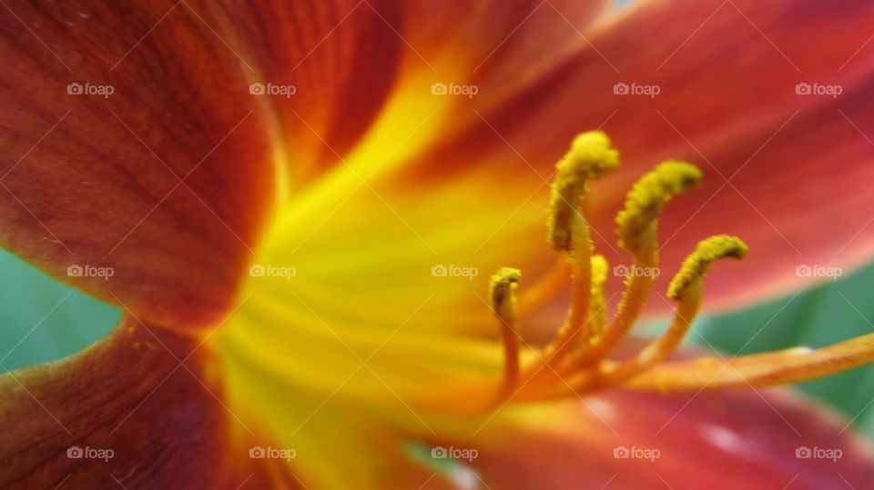 Extreme close-up of a day lily