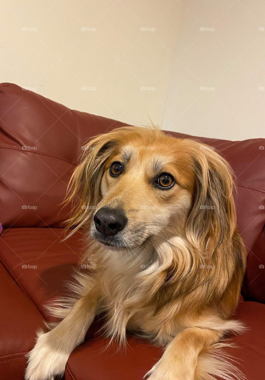 Dog on red couch