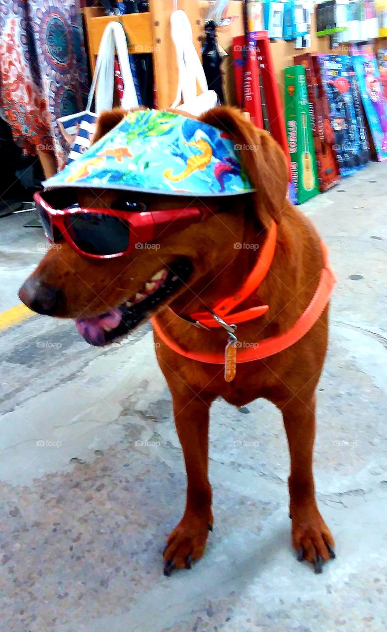 this pretty girl came through the market today as part of her beach vacation 😊🤣