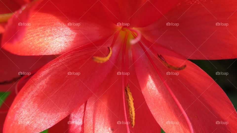 Red flower