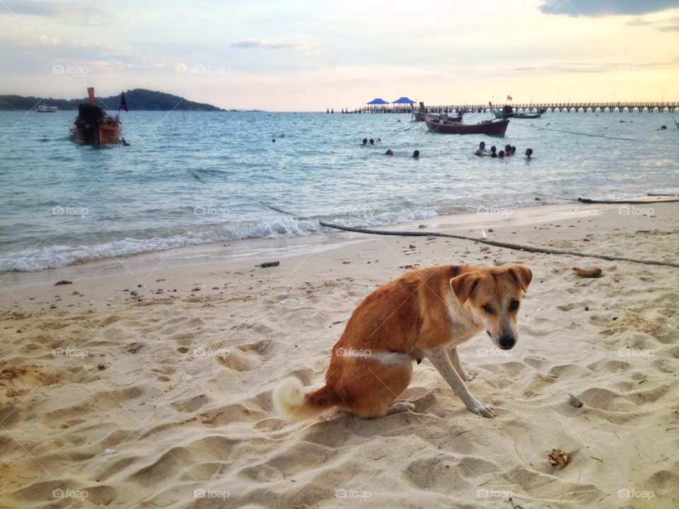 beach dog animal sea by twilite