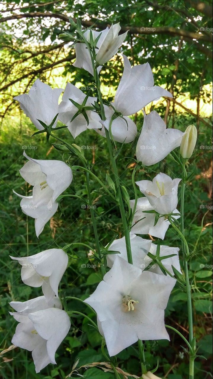 These white flowers are not so awesome but captured successfully.