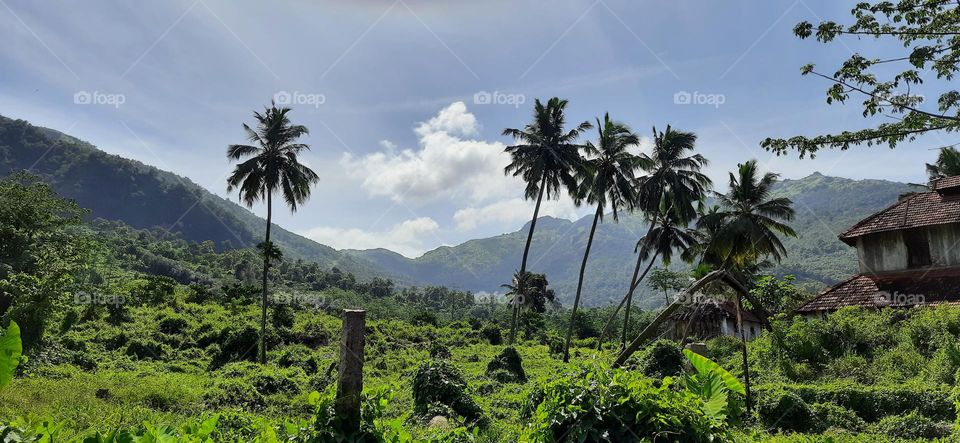 Forest....An rainfall trekking on western ghats...Such an view from the bottom of the mountain...