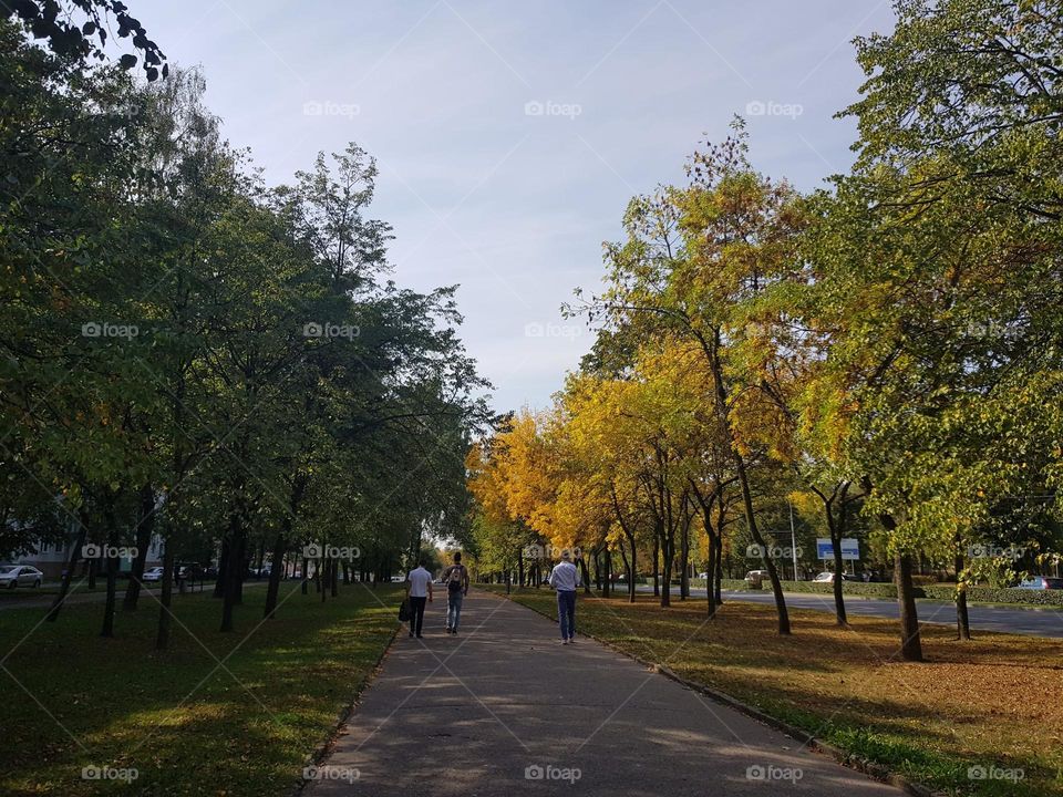 Warm summer days, some of which the street are lined with fading leaves signaling the subtle transition to autumn. The vibrant green grass contrasts beautifully creating a serene and refreshing atmosphere.