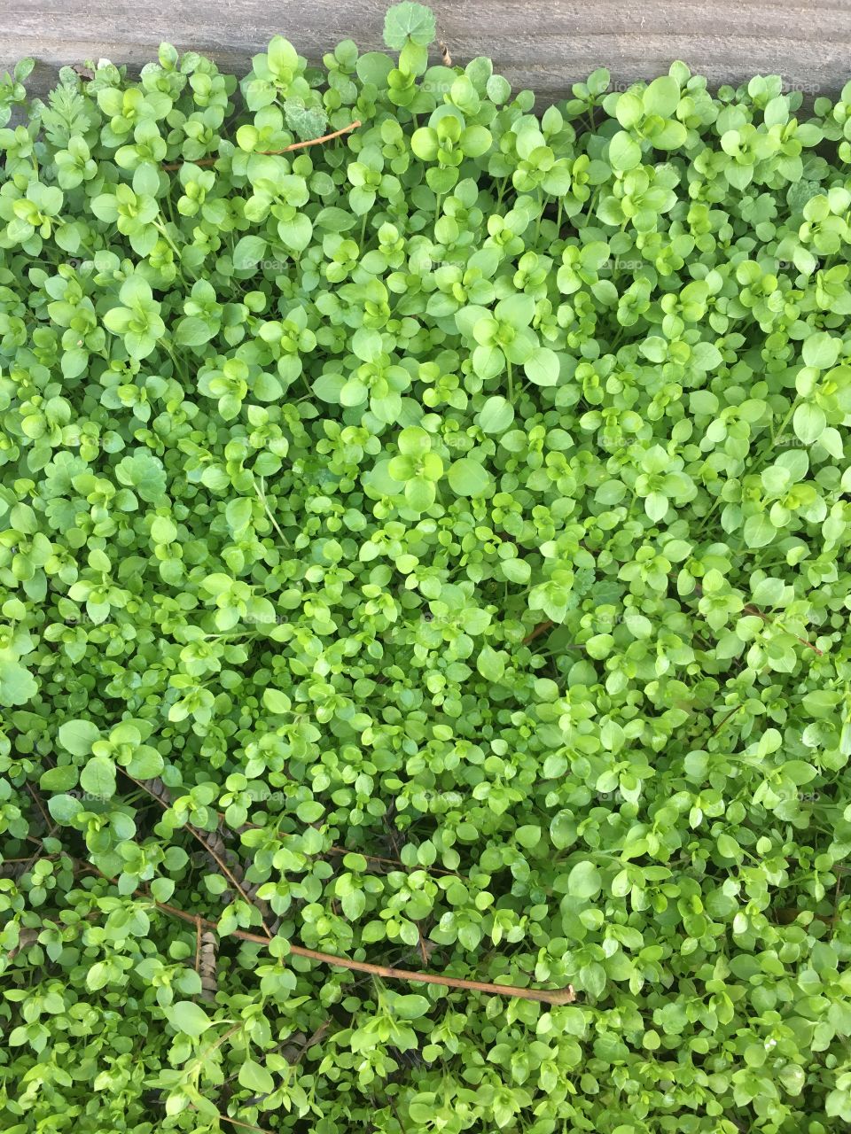 Green clover